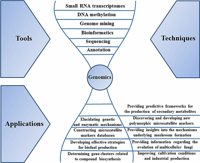 Commonly used techniques in genomics and a summary of the genomics applications in medicinal mushrooms.