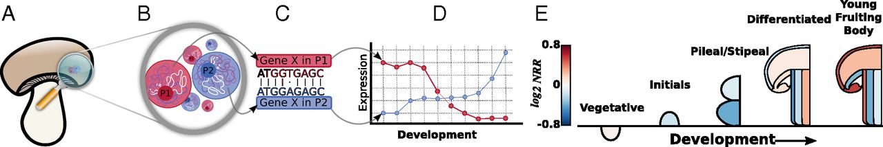 Nuclear type-specific expression in A. bisporus.