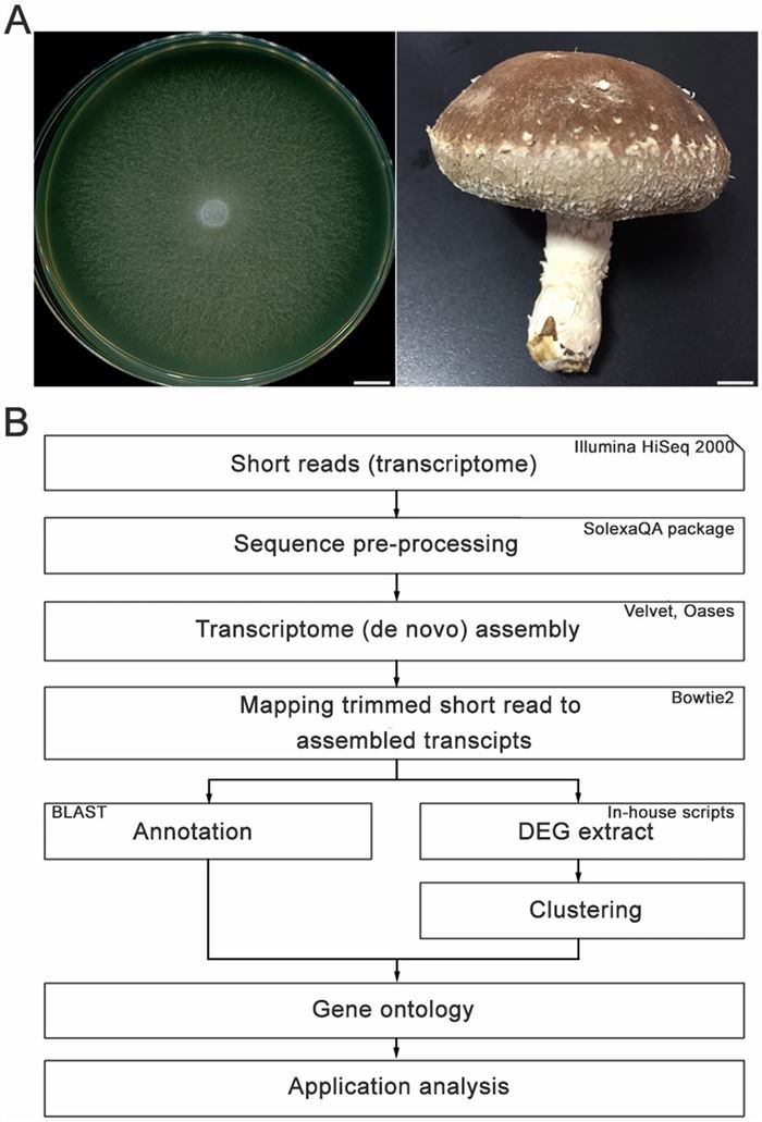Schematic of the comparative transcriptome analysis in Lentinula edodes. 