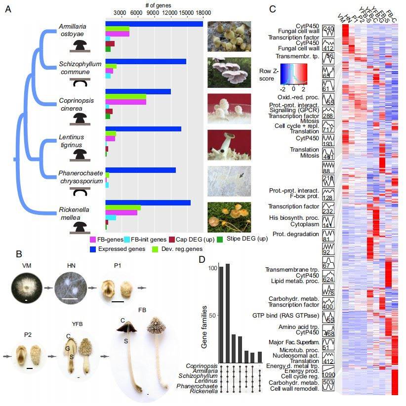 Overview of the developmental mushroom transcriptomes. 