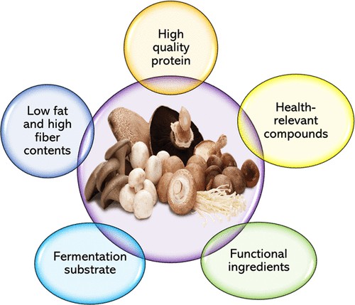 Mushrooms as functional and nutritious food ingredients for multiple applications.