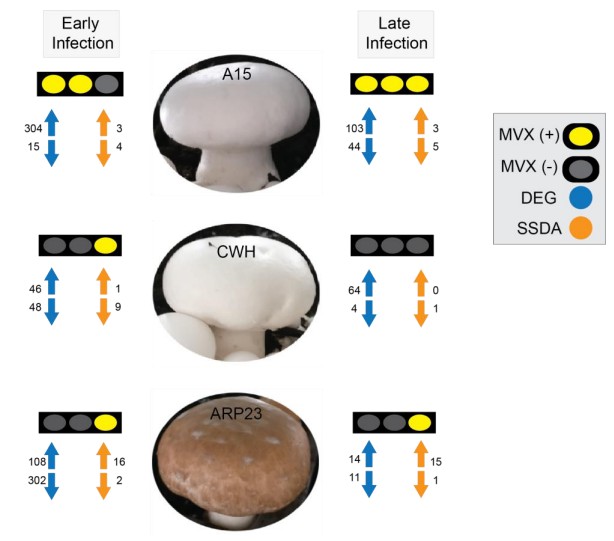 Overview of the changes in the transcriptomes (blue) and proteomes (orange) of early and late MVX infection on the fruit bodies of A15. 