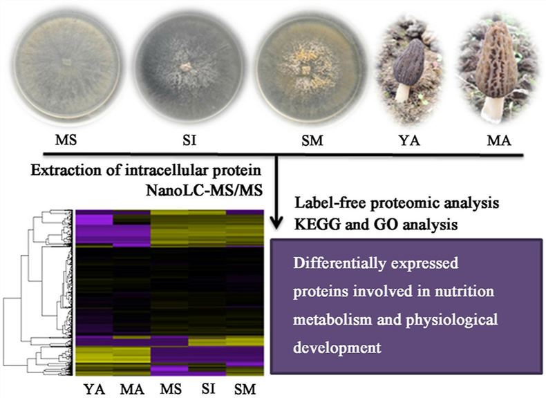 Label-free based comparative proteomic analysis of Morchella importuna development from the vegetative to the sexual reproductive stages. 