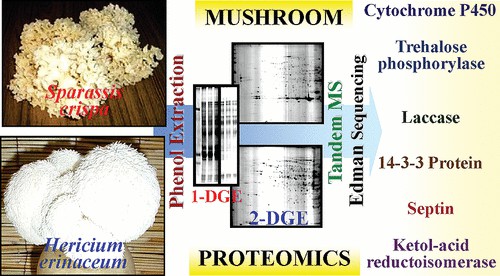 Proteomics of two cultivated mushrooms Sparassis crispa and Hericium erinaceum.