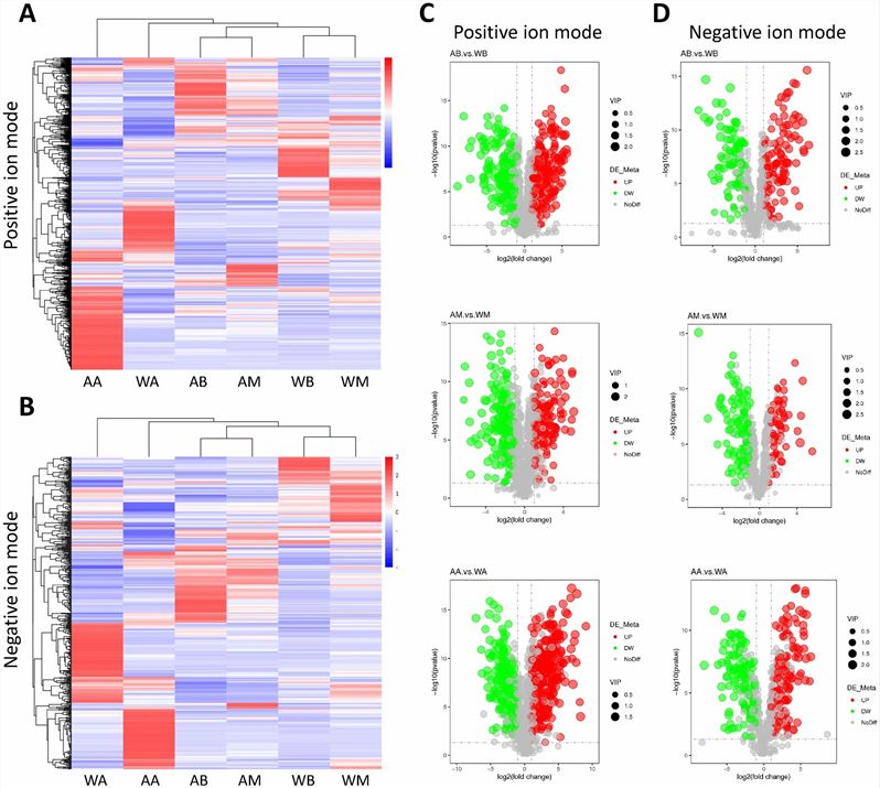 Metabolite profiling of different growth periods of fruiting bodies of cultivated and wild Inonotus hispidus is compared at budding, mature, and aging stages.