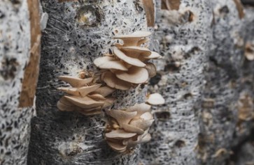 Mushroom Spawn