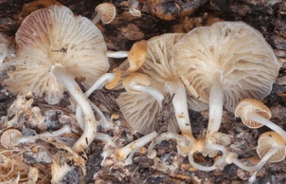 Mushroom Spawn5