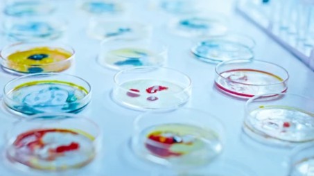 Mushroom Microbiology Service