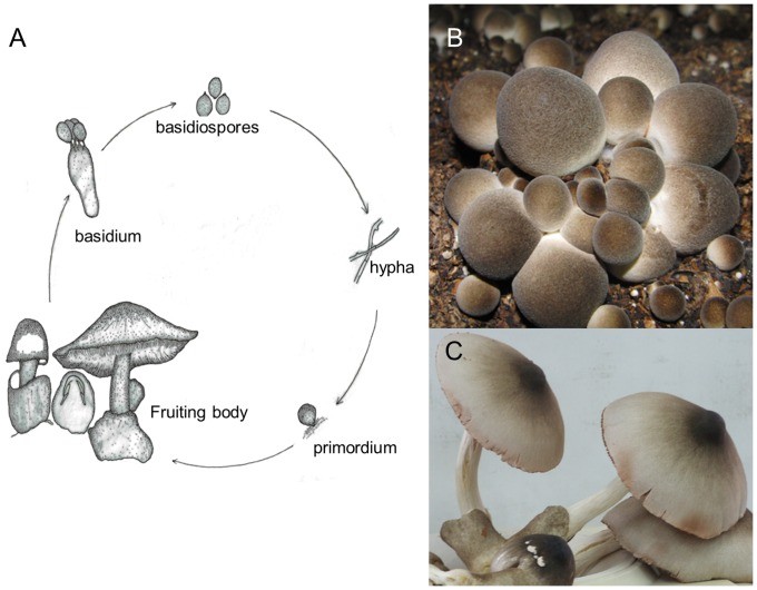 Life cycle and the fruiting body of Volvariella volvacea.