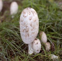 Tissue Culture of Coprinus comatus