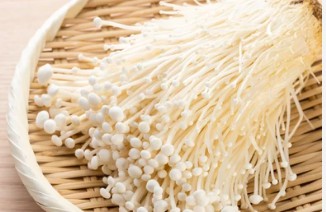 Tissue Culture of Enokitake