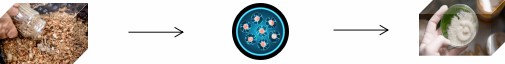 three steps in tissue culture