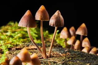 Psilocybe semilanceata