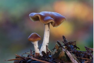 Psilocybe cyanescens
