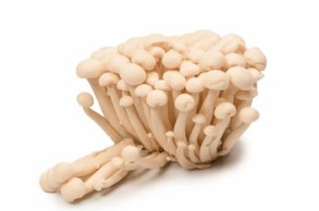 White Beech