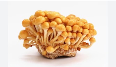 Tissue Culture of Pholiota nameko