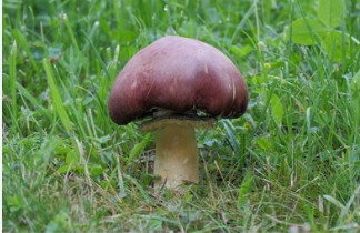 Tissue Culture of Stropharia rugosoannulata