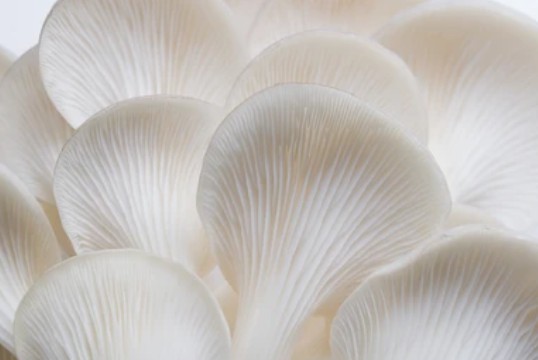 Tissue Culture of The Gilled Mushrooms