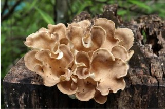 Tissue Culture of Polyporus umbellatus 