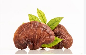 Tissue Culture of Ganoderma lucidum