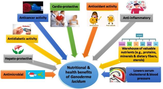 Nutritional and health benefits conferred by Ganoderma lucidum.