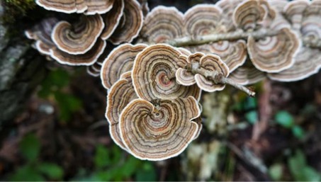 Tissue Culture of the Polypore Mushrooms