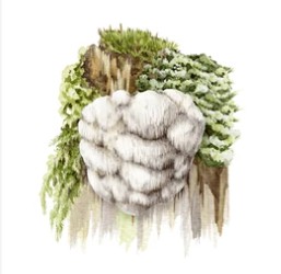 Tissue Culture of Hericium erinaceus