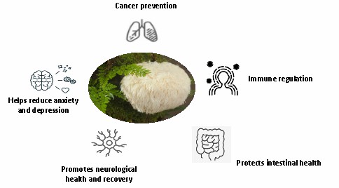 Biological activity of Hericium erinaceus