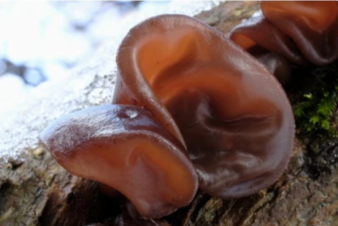 Tissue Culture of Auricularia Auricula