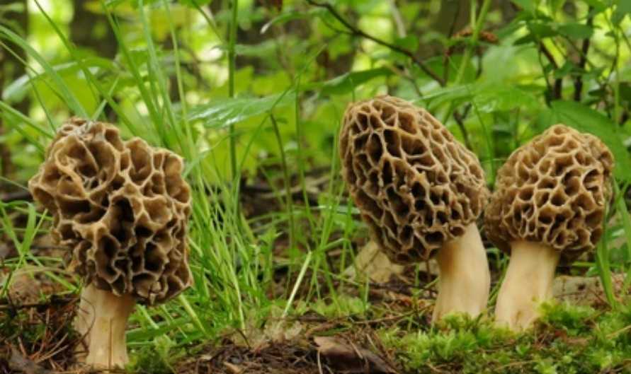 Tissue Culture of The Morels