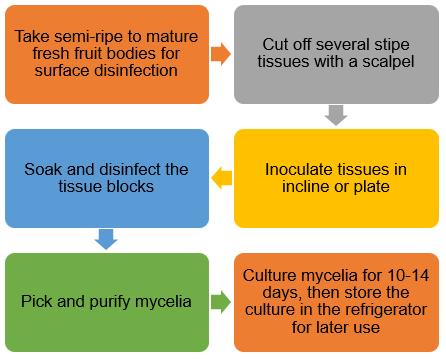 Tissue Culture of The Morels 2