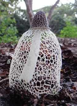 The fruiting body of the bamboo mushroom.