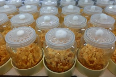 Cultivation of Various Mushrooms