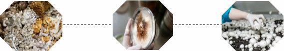 Cultivation of Various Mushrooms 2