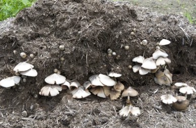 Mushroom Compost as a Restoration Material