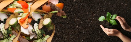 Mushroom Compost as Organic Fertilizer