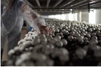 Applications of Mushroom Compost