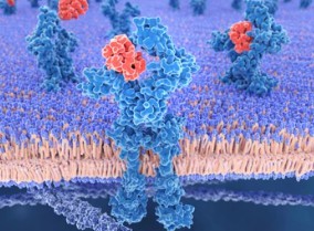 Mushrooms as an Immunomodulator