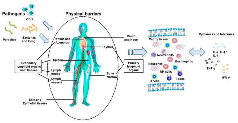 Key components and pathways in the host immune response to pathogen infections.