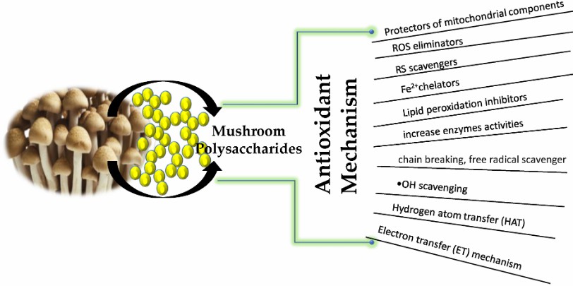 Antioxidant mode of action of mushroom polysaccharides.