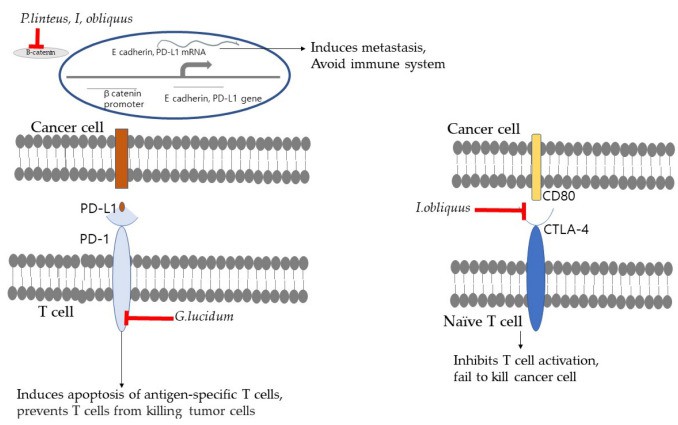 The illustration of the anticancer mechanisms of mushrooms by inhibiting the PD-1 pathway and CTLA-4/CD80 pathway.