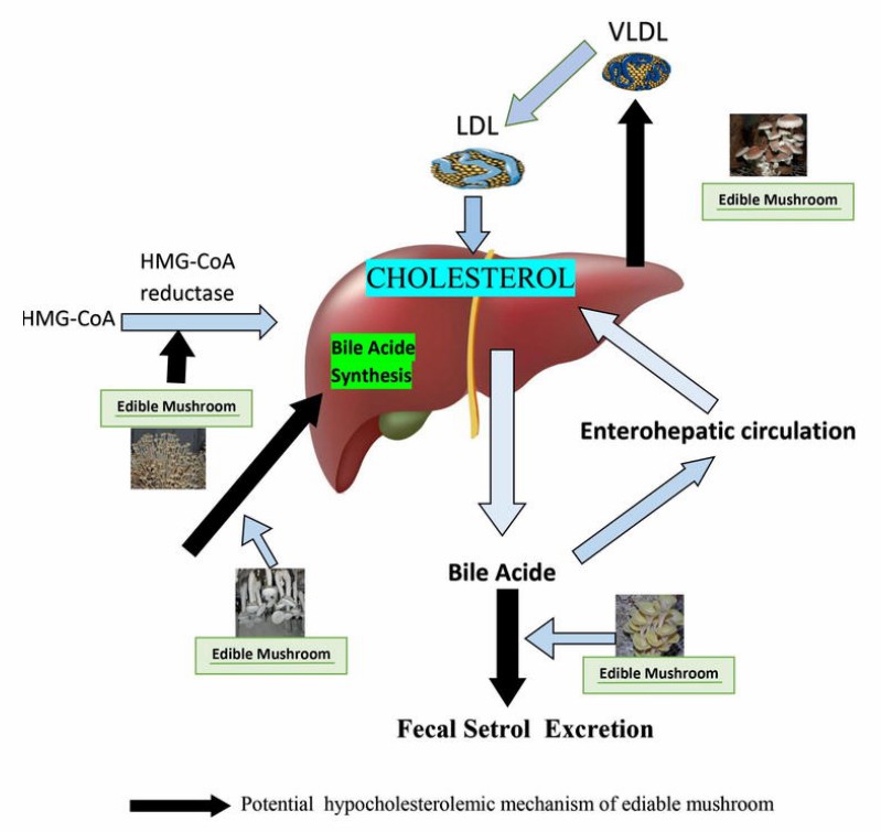 Potential hypocholesterolemic mechanisms of edible mushroom. 