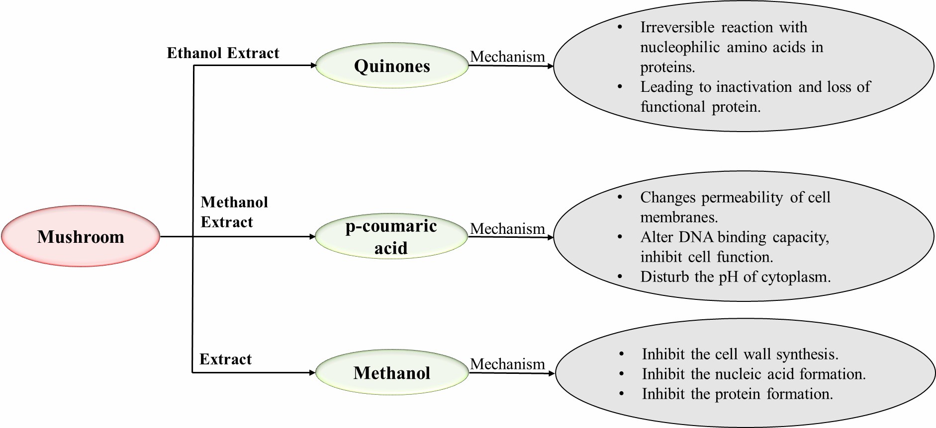 Antimicrobial mechanism of mushroom extracts.
