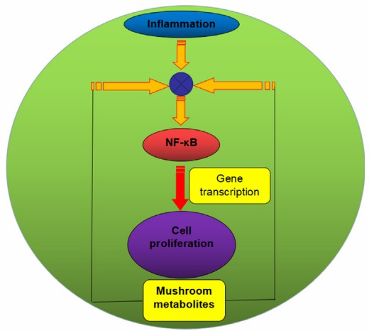 Mushroom metabolites exert the anti-inflammation effect via the NF-κB pathway. 