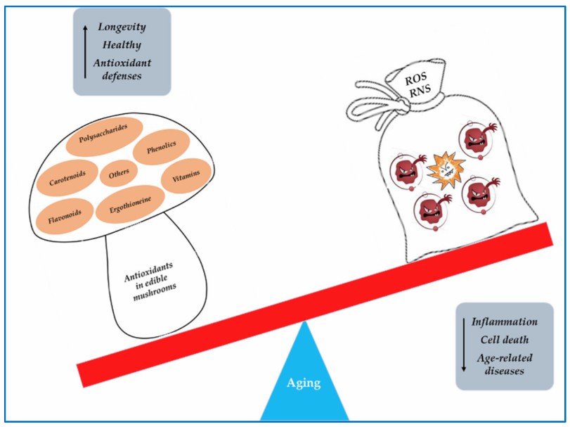 The supplementation of mushroom antioxidants to counteract the ROS/RNS in aging.