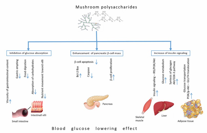 Anti-hyperglycemic mechanisms of mushroom polysaccharides in different tissues involved in glucose homeostasis