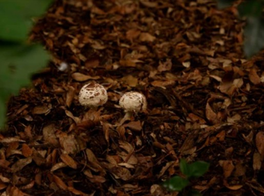 Applications of Mushroom Compost