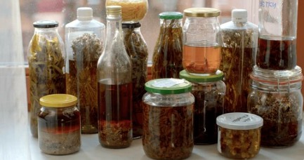Mushroom Extract Blends