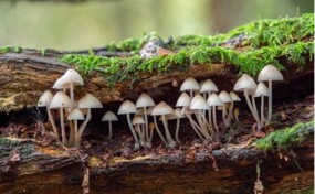 Distinguishment of Mushrooms and Other Fungi