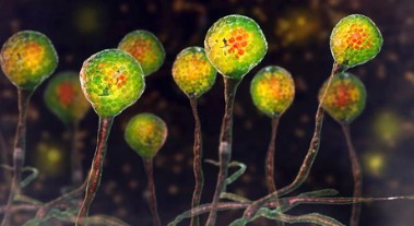 Identification of Mushrooms Fungal Groups